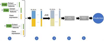 Exploring the Limits of Combined Image/'omics Analysis for Non-cancer Histological Phenotypes